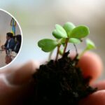 A sembrar se dijo! Cundinamarca tendrá dos nuevas “Áreas de Vida” con 10.000 árboles nativos